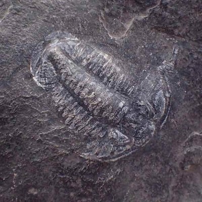 Norinia convexa Norinia convexa