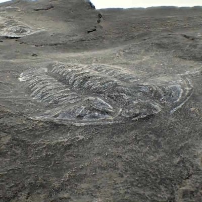 Norinia convexa Norinia convexa
