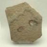 Carpopenaeus callirostris (2)