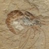  Carpopenaeus callirostris (2)