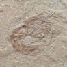  Carpopenaeus callirostris (2)