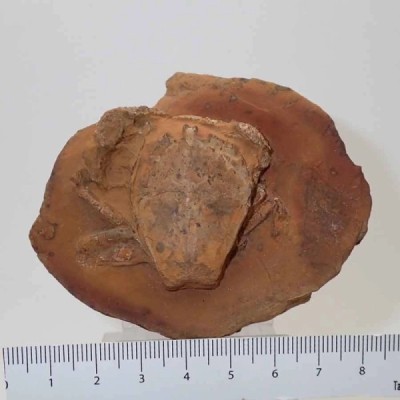 Notopocorystes dichrous Notopocorystes dichrous