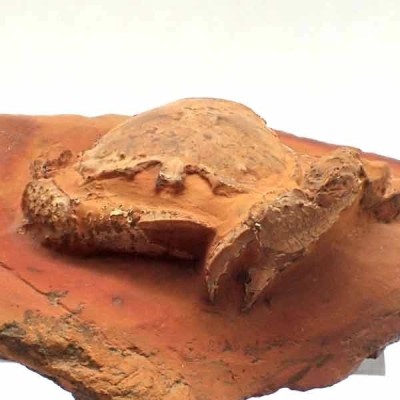 Notopocorystes dichrous Notopocorystes dichrous