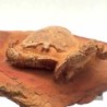  Notopocorystes dichrous