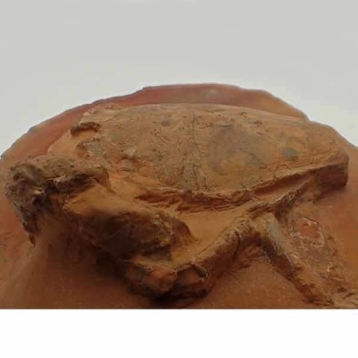 Notopocorystes dichrous Notopocorystes dichrous