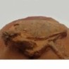  Notopocorystes dichrous