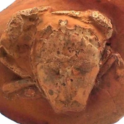 Notopocorystes dichrous Notopocorystes dichrous