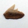 Hexanchus gigas