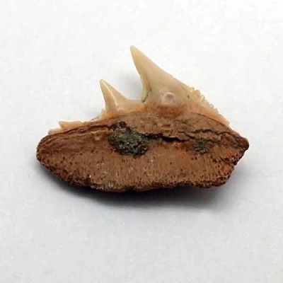 Hexanchus gigas Hexanchus gigas