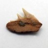  Hexanchus gigas