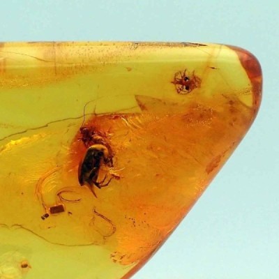  Insectos en ámbar