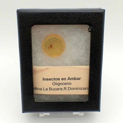 Insectos en ámbar Insectos en ámbar