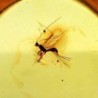  Insectos en ámbar