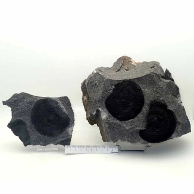 Eldonia berbera