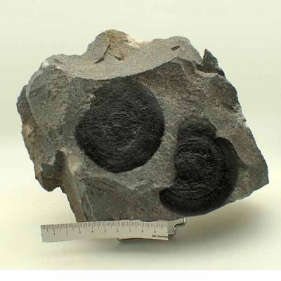  Eldonia berbera