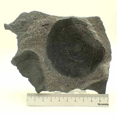  Eldonia berbera