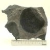  Eldonia berbera