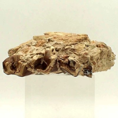 Sub-Hyracodon sp. Sub-Hyracodon sp.