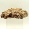 Sub-Hyracodon sp.