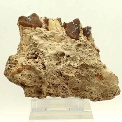 Sub-Hyracodon sp. Sub-Hyracodon sp.