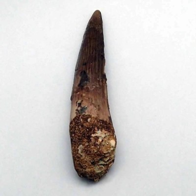Spinosaurus aegyptiacus Spinosaurus aegyptiacus