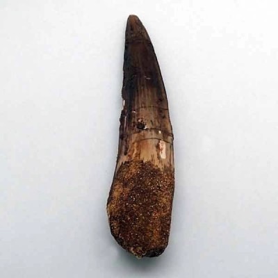 Spinosaurus aegyptiacus Spinosaurus aegyptiacus