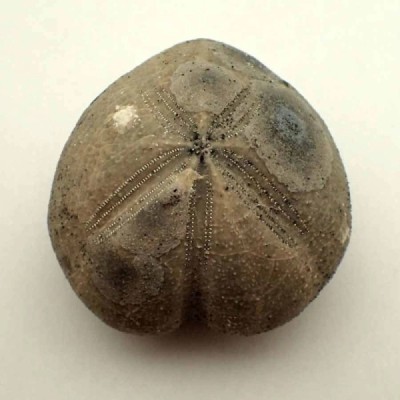 Micraster coranguinum Micraster coranguinum