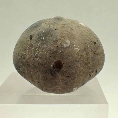 Micraster coranguinum Micraster coranguinum