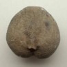  Micraster coranguinum