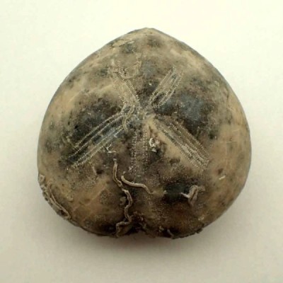 Micraster coranguinum Micraster coranguinum