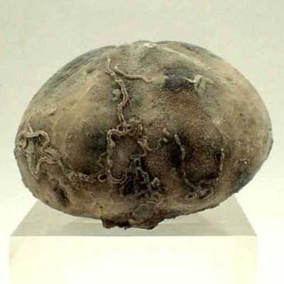 Micraster coranguinum Micraster coranguinum