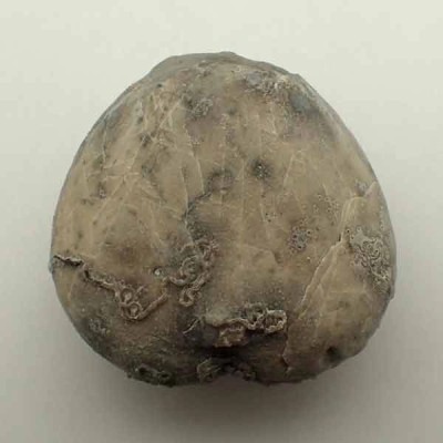 Micraster coranguinum Micraster coranguinum