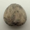  Micraster coranguinum