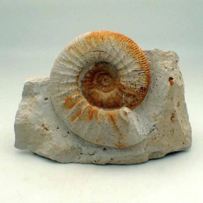 Flabellia villanyensis Flabellia villanyensis