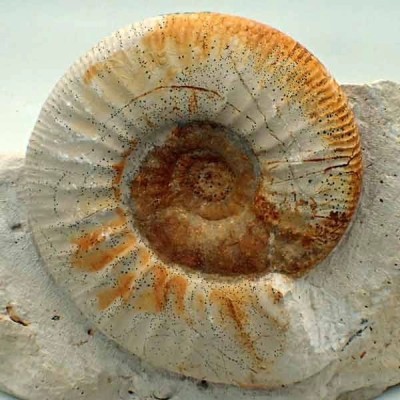 Flabellia villanyensis Flabellia villanyensis