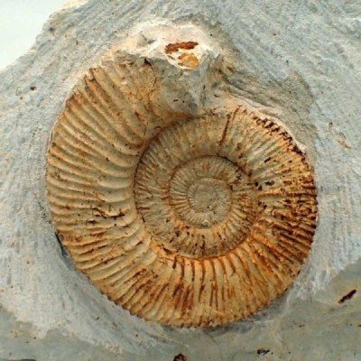 Reineckeia anceps Reineckeia anceps