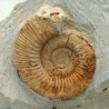 Reineckeia anceps 