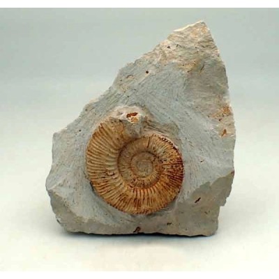 Reineckeia anceps Reineckeia anceps