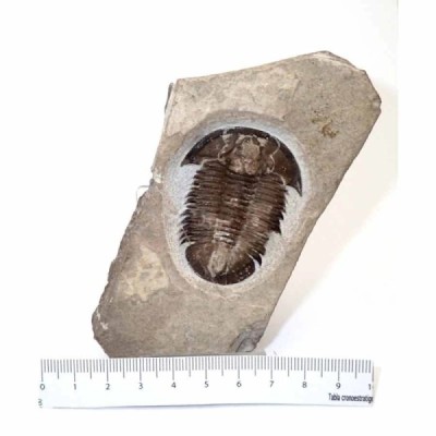 Proasaphiscus rigidus Proasaphiscus rigidus