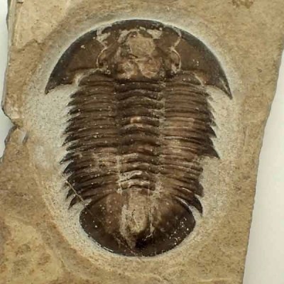 Proasaphiscus rigidus Proasaphiscus rigidus