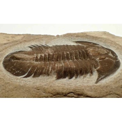 Proasaphiscus rigidus Proasaphiscus rigidus