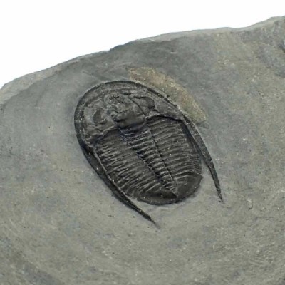 Cernuolimbus cf pegakanthodes Cernuolimbus cf pegakanthodes