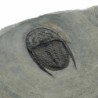 Cernuolimbus cf pegakanthodes