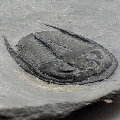 Cernuolimbus cf pegakanthodes Cernuolimbus cf pegakanthodes