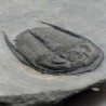  Cernuolimbus cf pegakanthodes