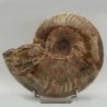 Cleoniceras madagascariense