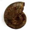  Cleoniceras madagascariense