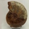  Cleoniceras madagascariense