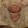  Brachyaglaspis singularis