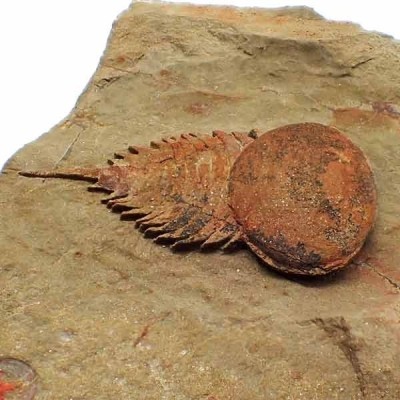 Brachyaglaspis singularis Brachyaglaspis singularis